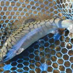 なかなか厳しい天竜川